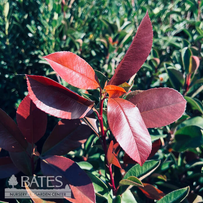 #3 Photinia x fraseri/ Fraser's Red Tip