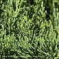 #15 Juniperus chin Hetzii Columnaris/ Green Columnar Juniper