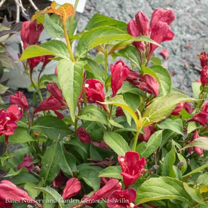 8DP Weigela fl PW Sonic Bloom 'Red'/ Reblooming