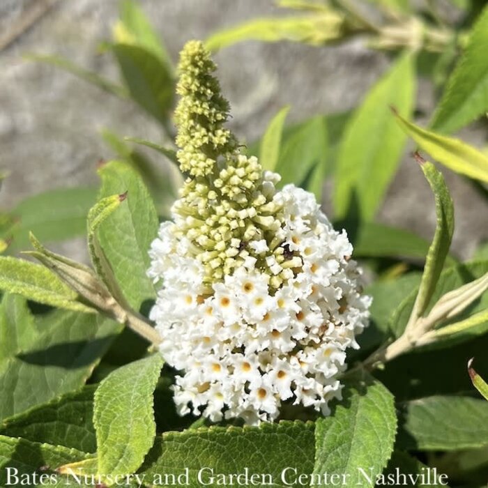 #3 Buddleia dav Dapper 'White'/ Butterfly Bush