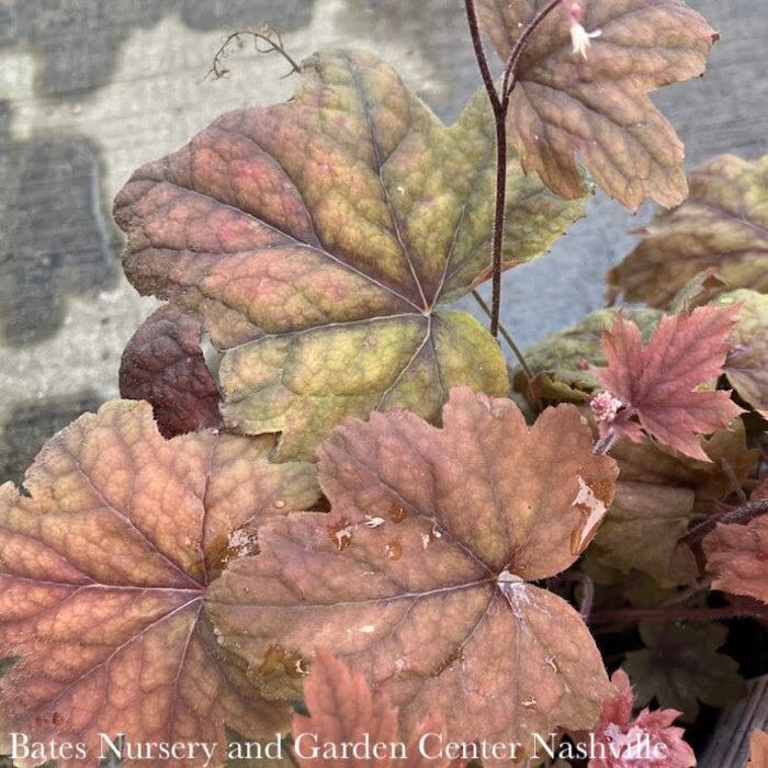 #1 Heucherella Sweet Tea/Foamy Bells