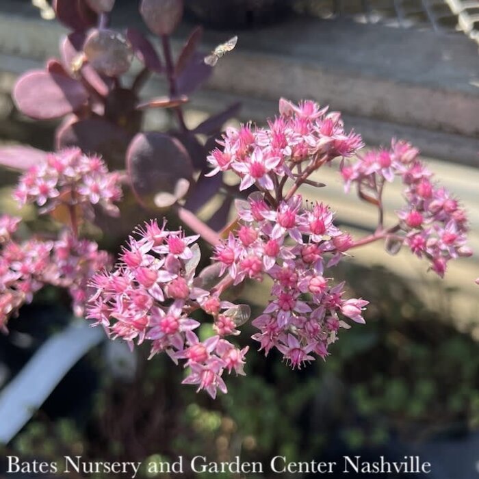 QP Sedum x SunSparkler 'Cherry Tart'/ Stonecrop