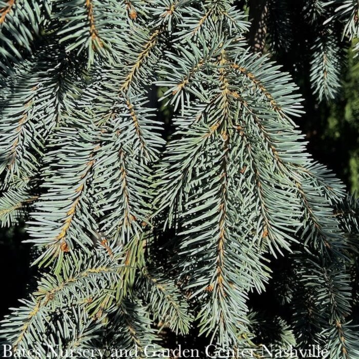 #5 Picea pun The Blues/ Weeping Blue Spruce