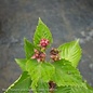 Edible 8DP Rubus x Apache/ Thornless Blackberry
