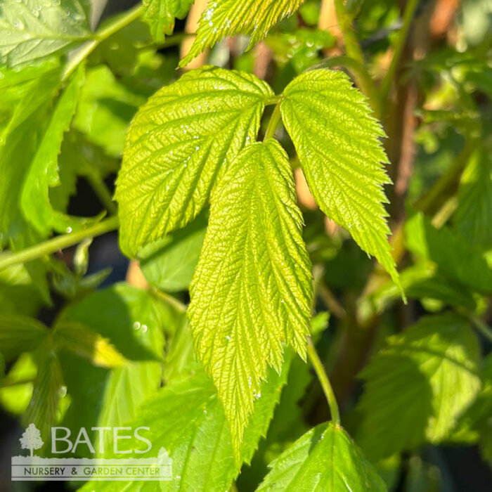 Edible #1 STK Rubus idaeus var strig Heritage/ Red Raspberry