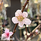 Edible #5 Prunus pers Loring/ Semi-dwarf Peach