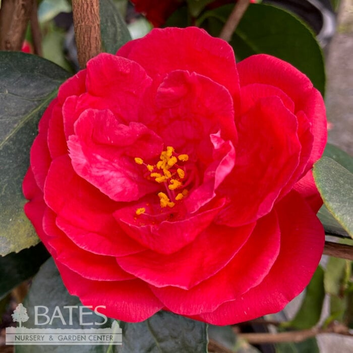 #7 Camellia x Arctic Rose/ Rose-red - No Warranty