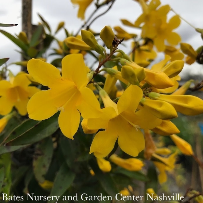 #5 Gelsemium Double Shot (sempervirens & rankinii vines)/ Carolina Jessamine, Jasmine