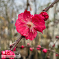 #25 Prunus pers Crimson Cascade/ Weeping Flowering Peach