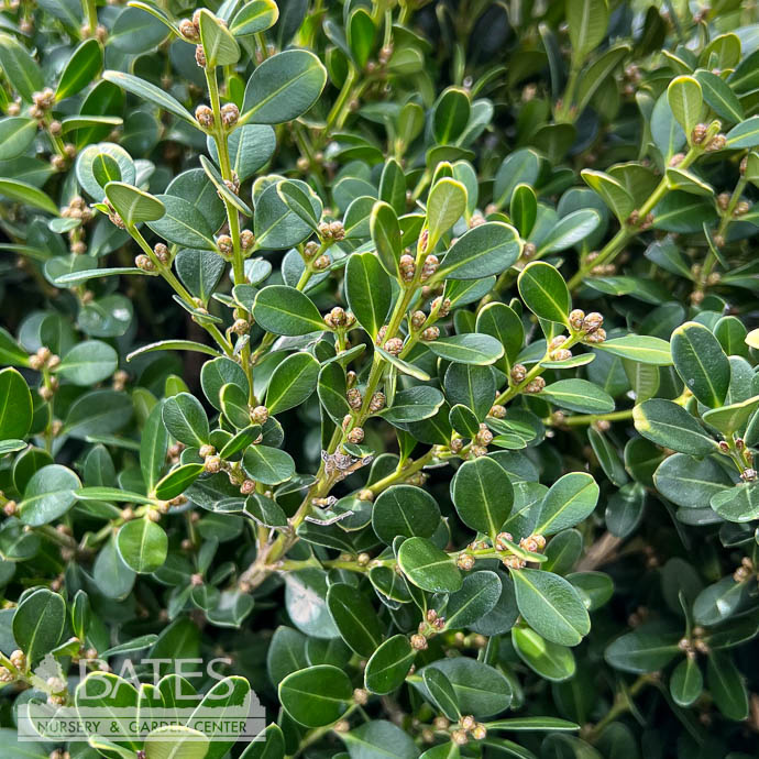 #3 Buxus micro var japonica Green Beauty/ Boxwood