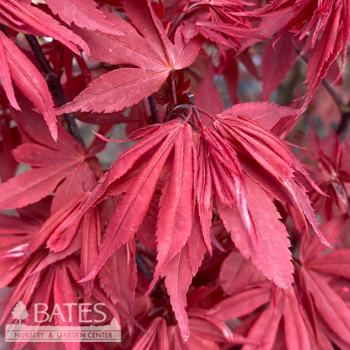 #5 Acer pal Twombly's Red Sentinel/ Upright Red Japanese Maple