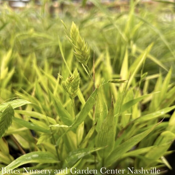 QP Grass Chasmanthium latifolium/ Northern Sea Oats Native (TN)
