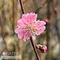 #7 Prunus persica Pink Cascade/ Weeping Flowering Peach