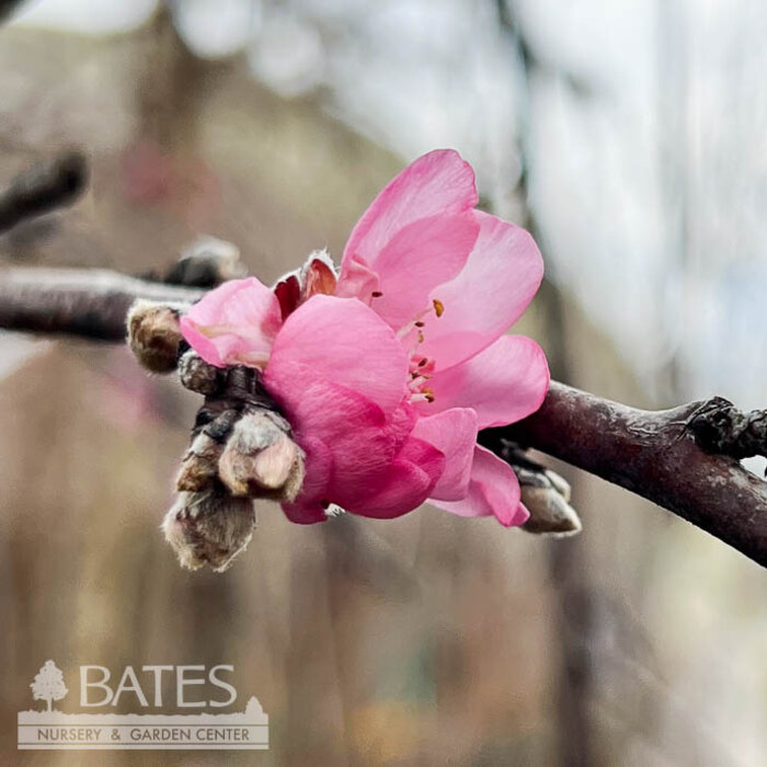 #15 Prunus pers Royal Pendant/ Weeping Flowering Peach