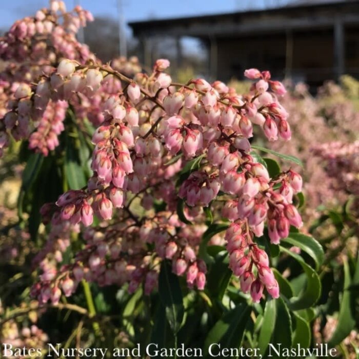 #7 Pieris japonica Valley Rose/ Pink