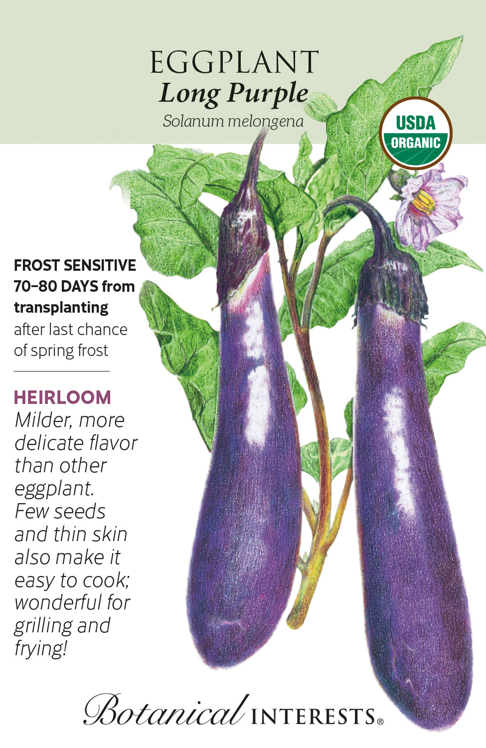 Seed Veg Eggplant Long Purple Organic Heirloom - Solanum melongena