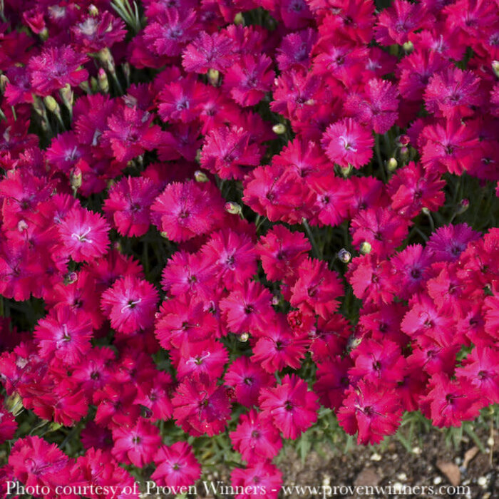 #1 Dianthus x PW Paint the Town Red/ Pinks