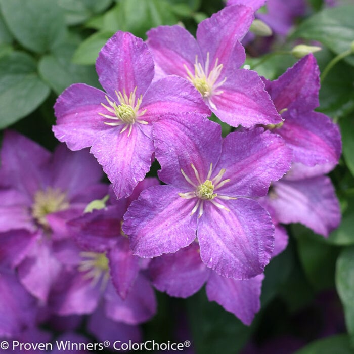 #2 Clematis x PW Jolly Good/ Purple
