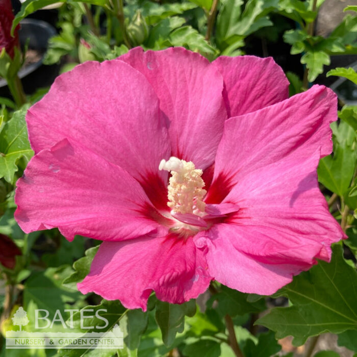 #3 Hibiscus syr PW Paraplu Rouge/ Rose of Sharon/ Reddish Pink Althea