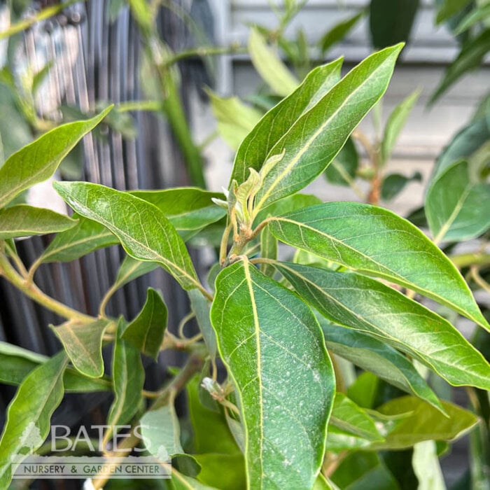 Tropical Edible #3 Persea Lila/ Avocado - No Warranty