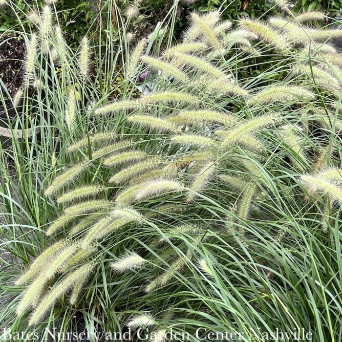 #3 Grass Pennisetum alop Cassian/ Fountain Dwarf