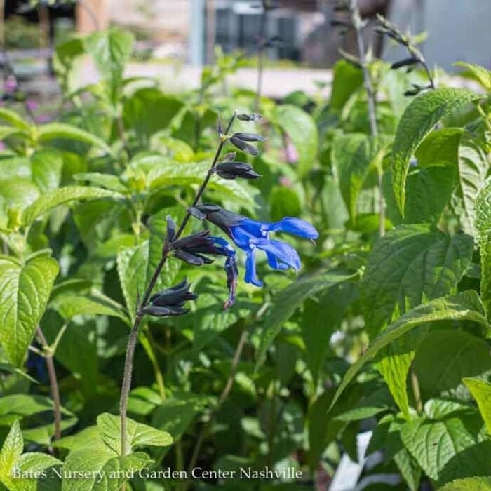#1 Salvia guar Black and Blue/ Anise Sage - No Warranty