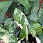 4p! Syngonium ALBO / Arrowhead Plant /Nephthytis /Tropical