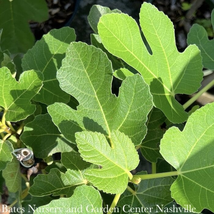 Edible #5 Ficus carica Black Jack/ Fig - No Warranty