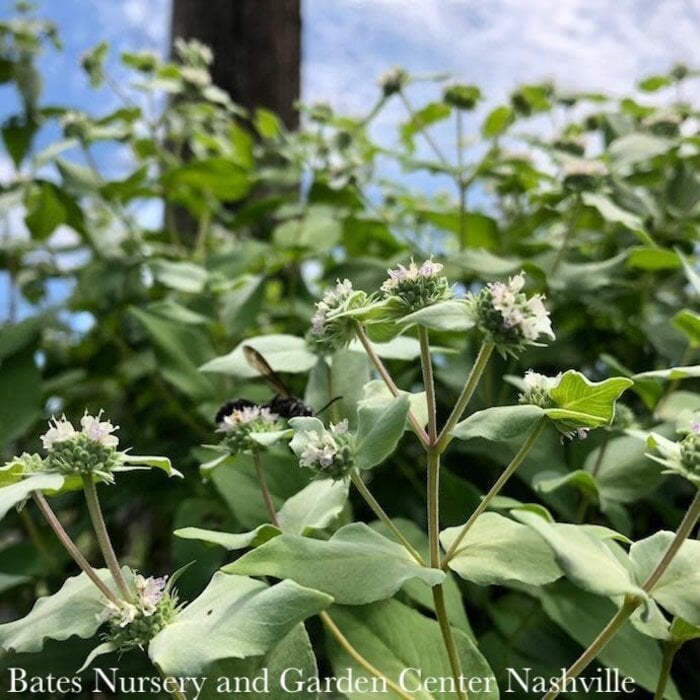 #1 Pycnanthemum muticum AB/ Short-toothed Mountain Mint Native (TN)