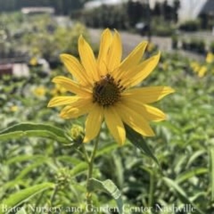 #2 Helianthus maximiliani/ Maximilian Sunflower Native (TN)