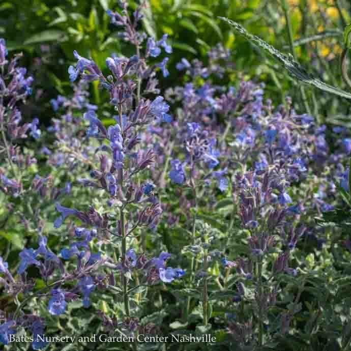 P50Nepeta 1 Nepeta x JUNIOR Walker/ Compact Catmint Bates Nursery