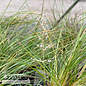 #2 Grass Sporobolus heterolepis/ Prairie Dropseed Native (TN)