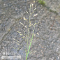 #2 Grass Sporobolus heterolepis/ Prairie Dropseed Native (TN)