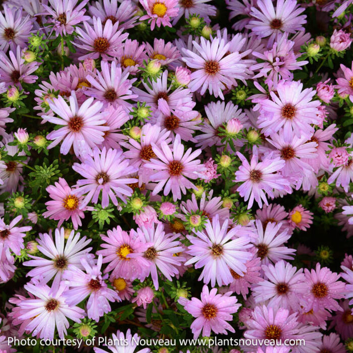 #1 Aster (Symphyotrichum) x Billowing Pink/ Compact