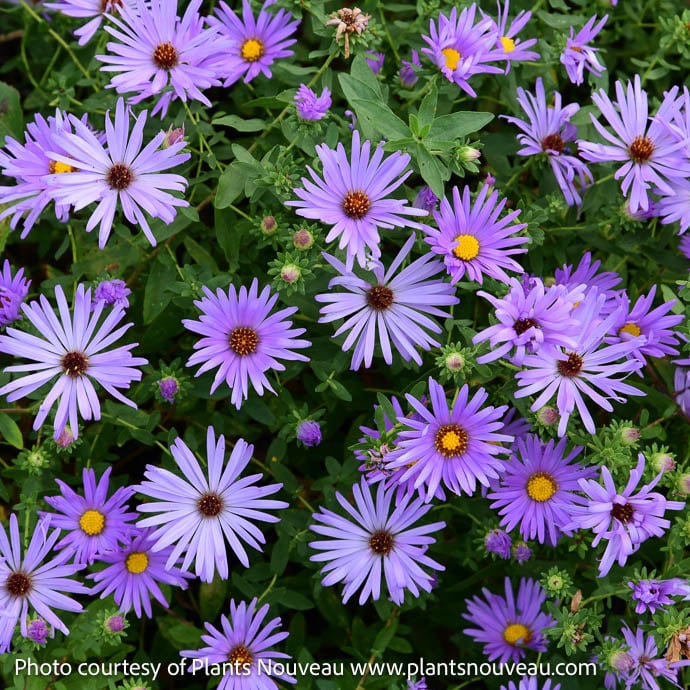 #1 Aster (Symphyotrichum) x Billowing Violet/ Compact