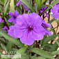 10p! Ruellia/ Mexican Petunia BUSH Purple Showers /Tropical