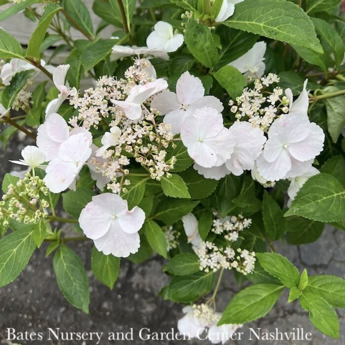 #2 Hydrangea mac PW Fairytrail Bride/ Cascade White to Pink