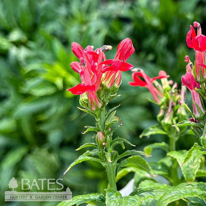 #1 Lobelia cardinalis/ Red Cardinal Flower Native (TN)