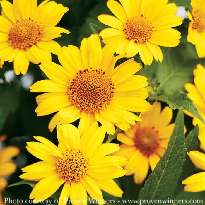 #1 Heliopsis heli PW Tuscan Sun/ False Sunflower Native (TN)