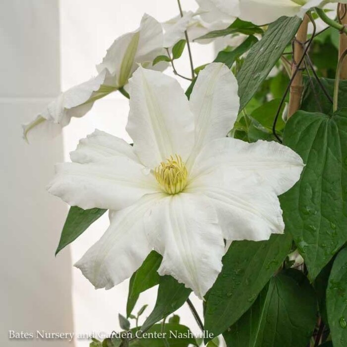 #2 Clematis x Toki/ White Repeat Blooms