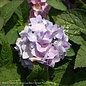 #3 Hydrangea mac Penny Mac/ Bigleaf/ Mophead Rebloom Blue to Pink