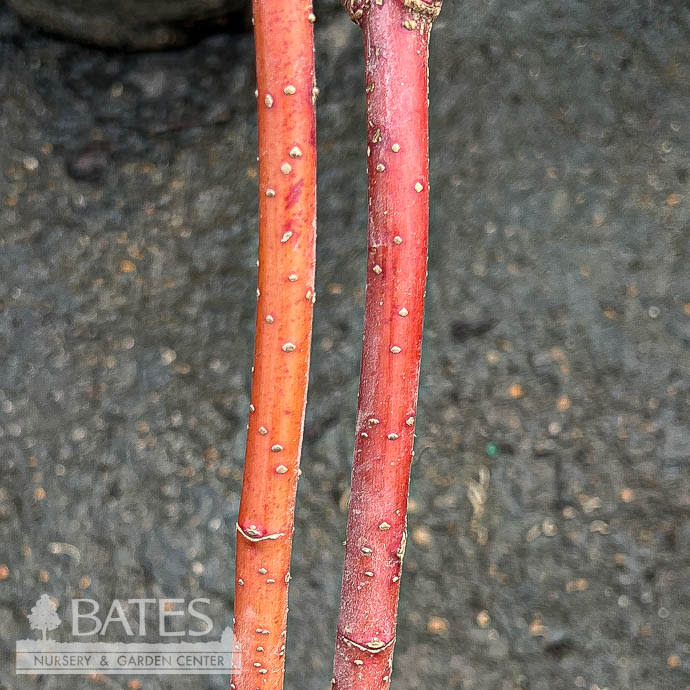 #1 Cornus alba Prairie Fire/ Golden Tatarian Red Twig Dogwood