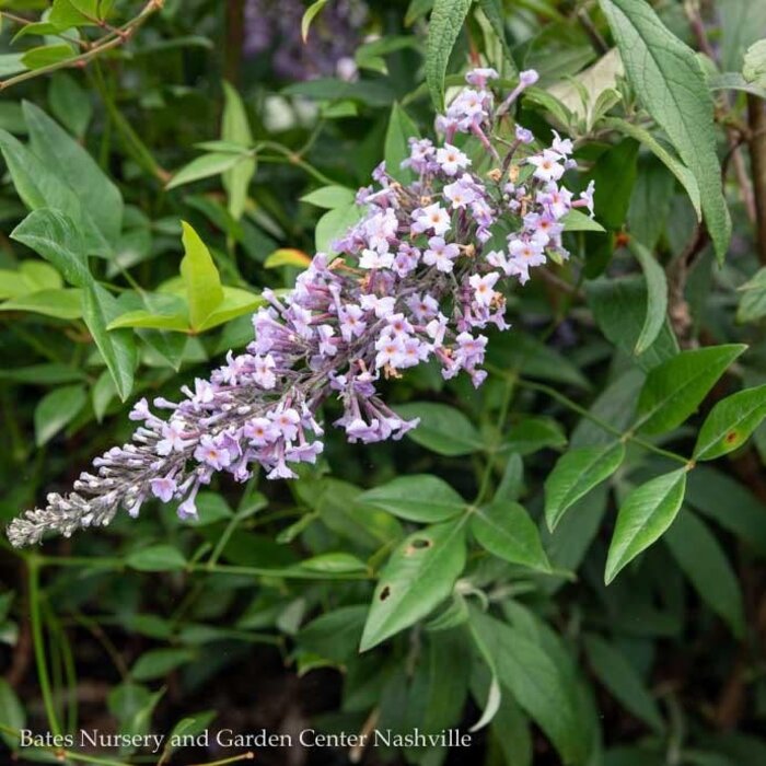 #1 Buddleia Grand Cascade/ Butterfly Bush Purple