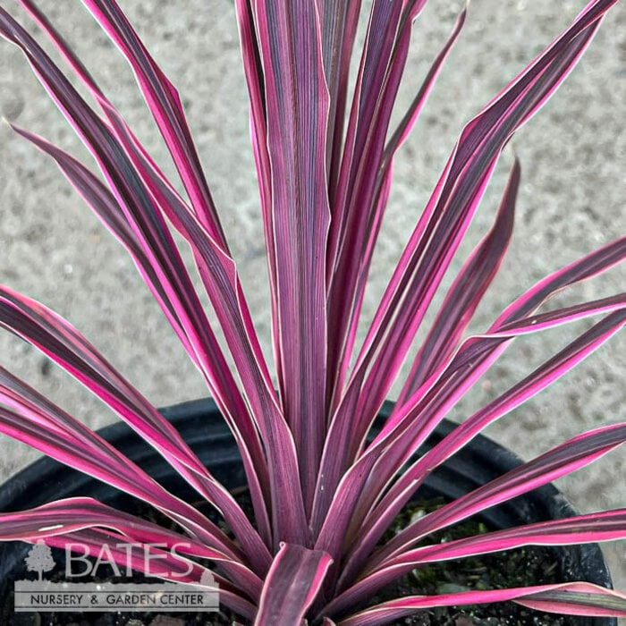 Tropical #1 Cordyline Electric Pink
