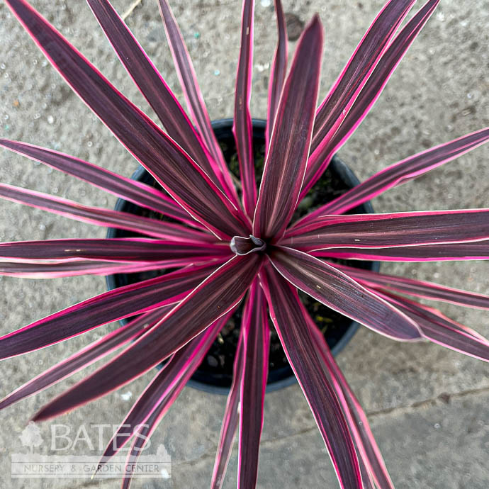 Tropical #1 Cordyline Electric Pink