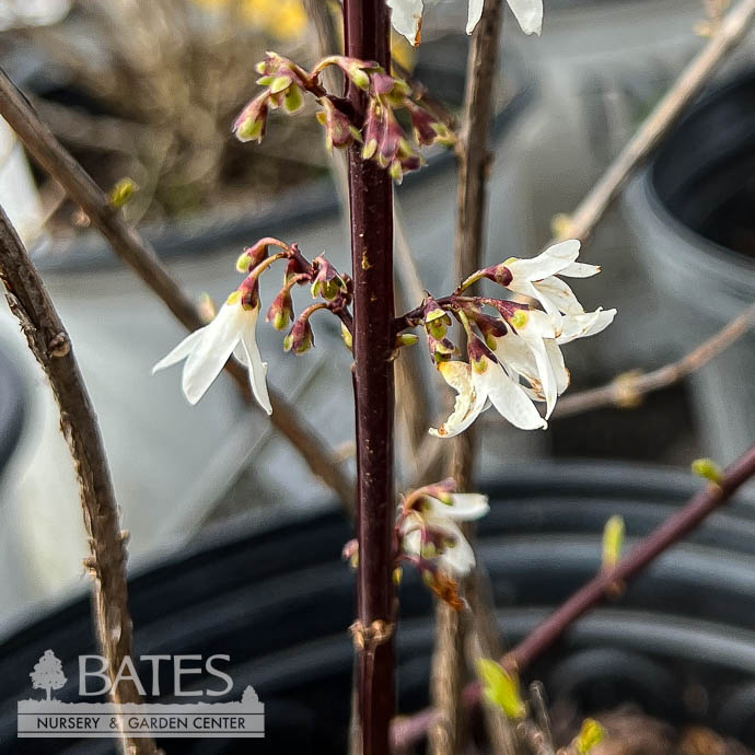 #3 Abeliophyllum distichum/ White Forsythia