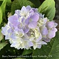 #2 Hydrangea mac Dear Dolores/ Bigleaf/ Mophead Rebloom Blue to Pink