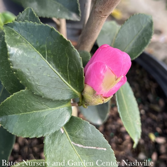 #3 Camellia x Winter's Joy/ Pink Semi-Dbl - No Warranty