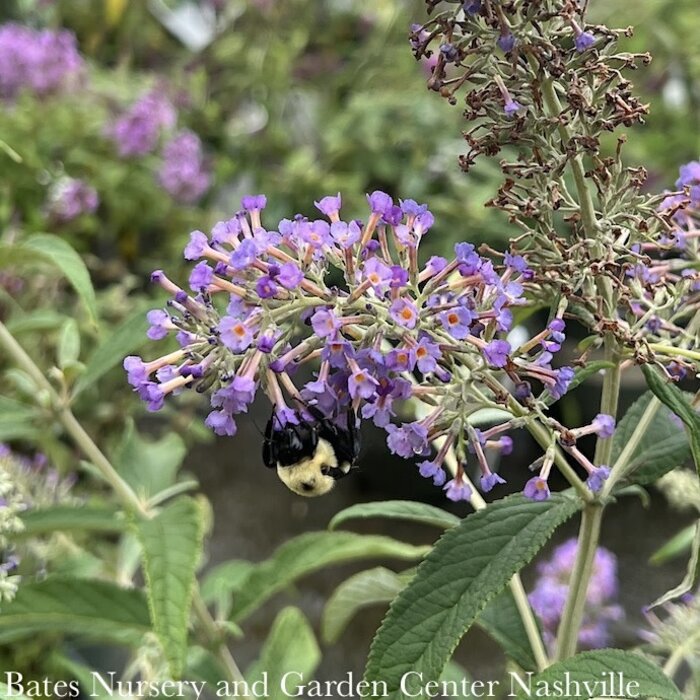#1 Buddleia PW Lo & Behold 'Purple Haze'/ Dwarf Butterfly Bush