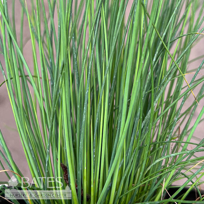 G10Grasses Ornamental 1 Grass Juncus tenuis Blue Dart/ Rush Native
